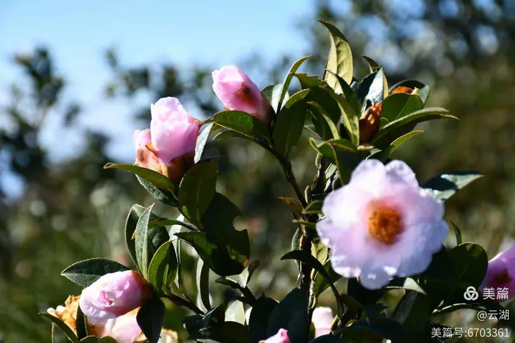 春天的脚步声——野生山茶花